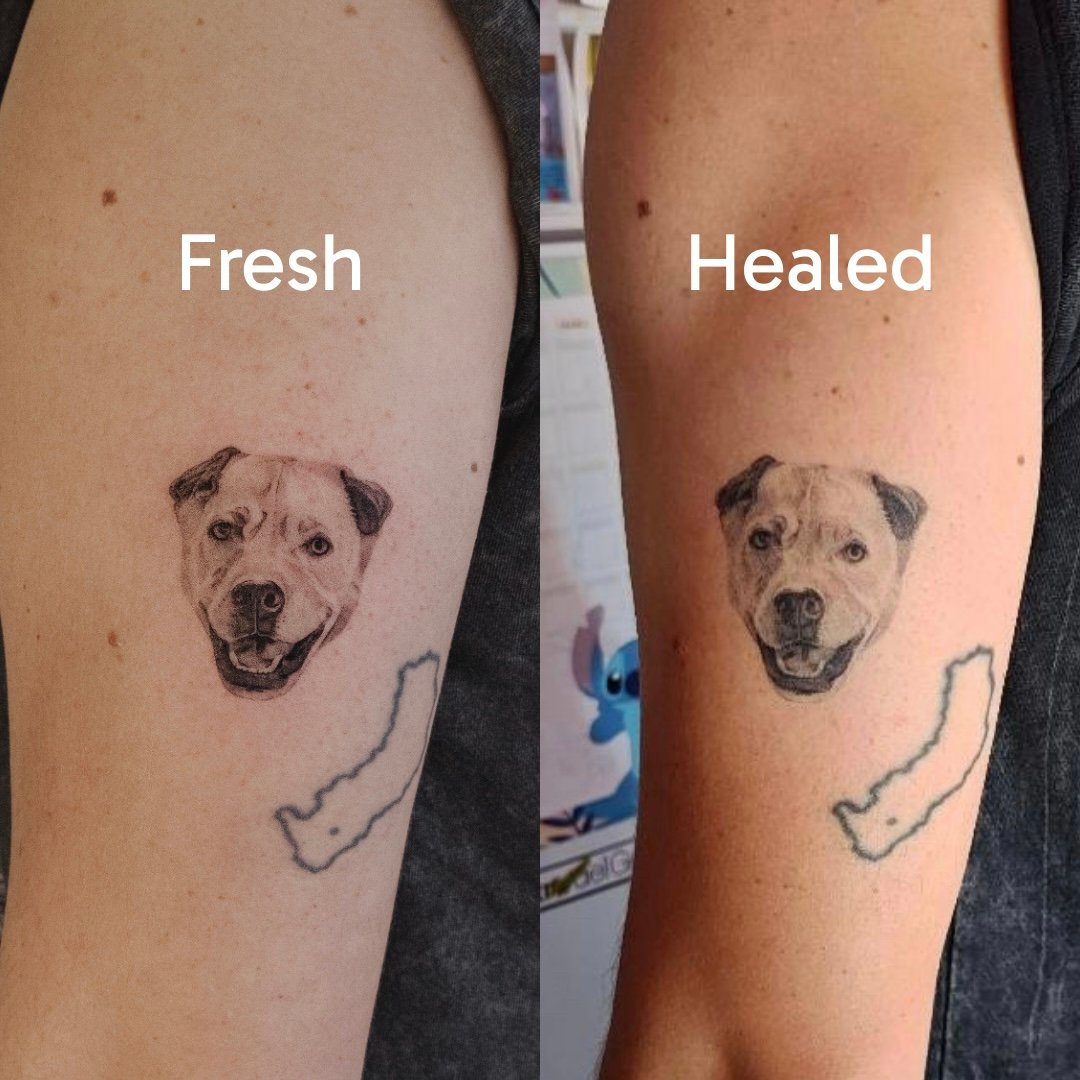 Healed micro realism pet portrait tattoo